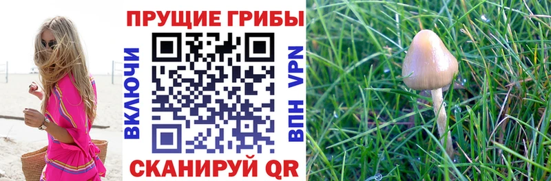 Псилоцибиновые грибы MAGIC MUSHROOMS  Апрелевка 